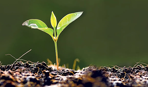 Analyses de sol : décider, chauler, fertiliser juste_CA12