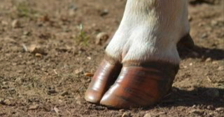 Bien dans leurs sabots : comprendre et prévenir les pathologies des pieds des bovins_CA12