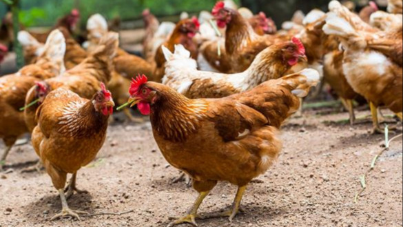 Bien être animal en élevage de volailles_Chrystel Nayet_CA12