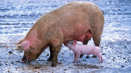 Biosécurité dans les élevages de porcs et sangliers