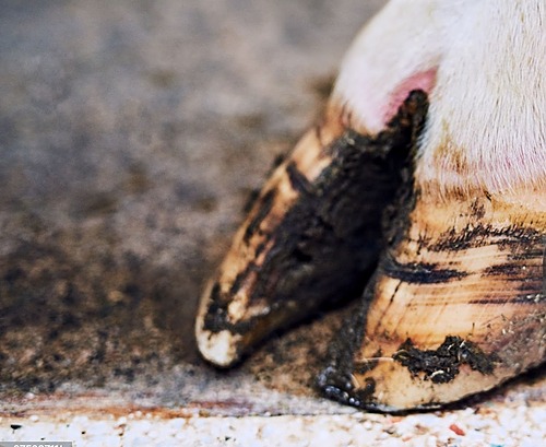 Boiteries et pathologies du pied en élevage bovin (mixte) – FODSA GDS