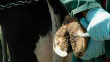 Boiteries et pathologies du pied en élevages mixtes_FODSA 2023