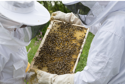 Brevet Professionnel « Responsable d&rsquo;Entreprise Agricole » : BPREA, Option apiculture _ ADPSA12