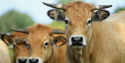Brevet Professionnel « Responsable d&rsquo;Entreprise Agricole » : BPREA, Option élevage bovin allaitant