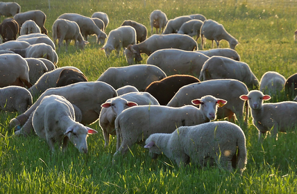 Brevet Professionnel « Responsable d&rsquo;Entreprise Agricole » : BPREA, Option élevage ovin lait