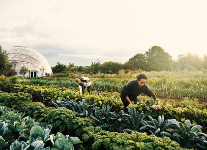 Brevet Professionnel « Responsable d&rsquo;Entreprise Agricole » : BPREA, Option maraichage