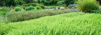Brevet Professionnel « Responsable d&rsquo;Entreprise Agricole » : BPREA, Option Plantes aromatiques et médicinales (PPAM)