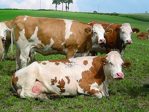 Conduire le processus de production de l’atelier Bovin Lait dans l’agroécosystème (VAE)