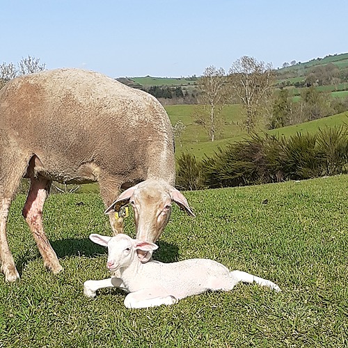 Conduire une reproduction innovante en ovin lait bio – UNOTEC
