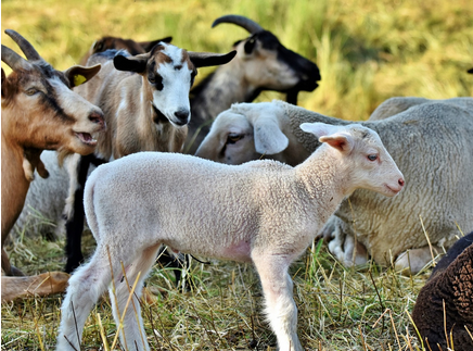 De l&rsquo;alimentation à la santé des agneaux/chevreaux : prévenir les maladies et réussir leur sevrage_ADPSA12