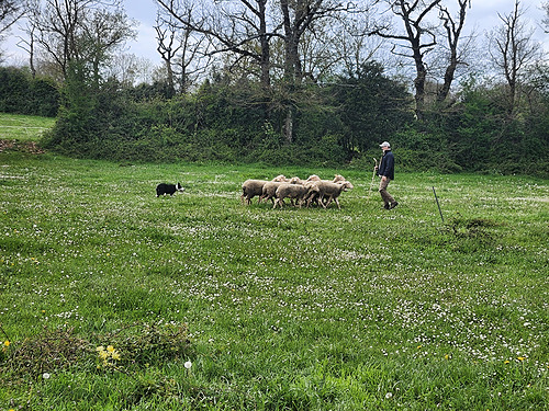 Découverte de l&rsquo;éducation et du dressage du chien de conduite de troupeau_ADPSA_ACT12_IDELE