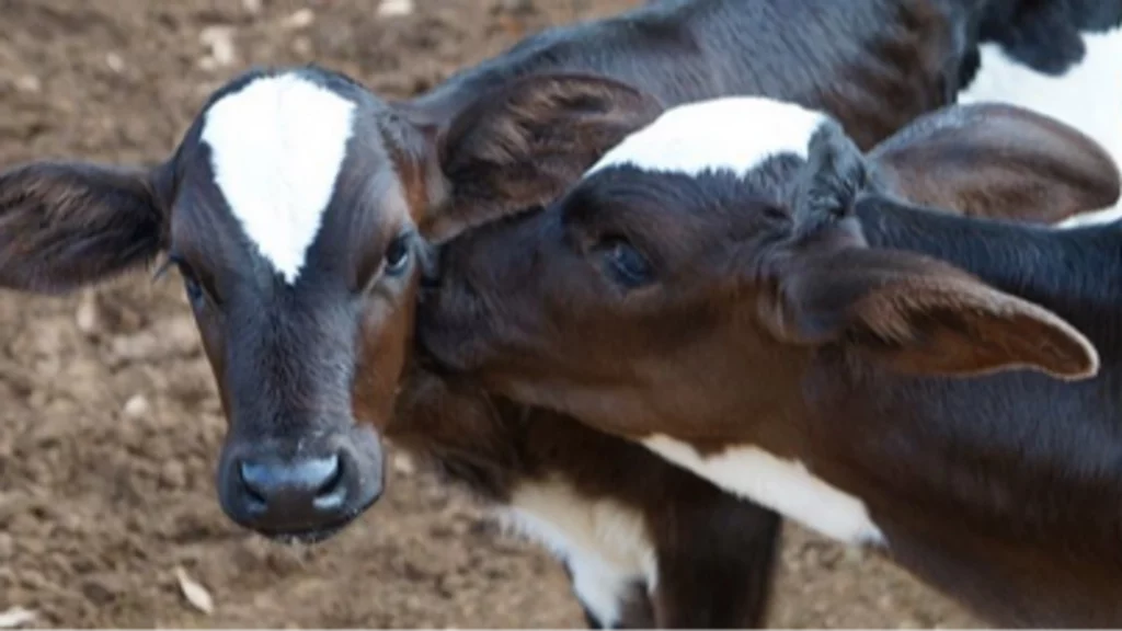 Ebourgeonnage des veaux – demi journée – FODSA-GDS12