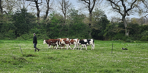Éducation et dressage des chiens de conduite de troupeaux : perfectionnement_ADPSA_ACT12_IDELE