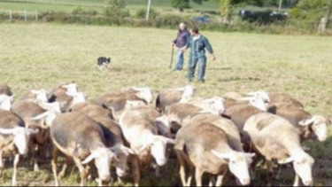 Éducation et dressage du chien de conduite de troupeau – initiation_ADPSA_ACT12_IDELE