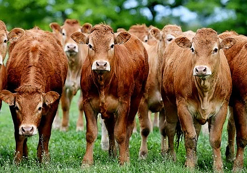Evaluer la conduite du troupeau bovin viande par des méthodes originales et innovantes_CA12