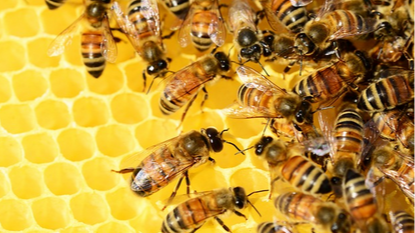 Initiation à l’apiculture_ADPSA