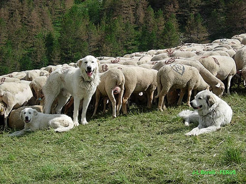 Intégrer un chien de protection dans un troupeau_ADPSA_IDELE_INRAE