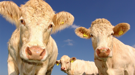 L&rsquo;éleveur infirmier de ses animaux – Groupe Bovin_FODSA