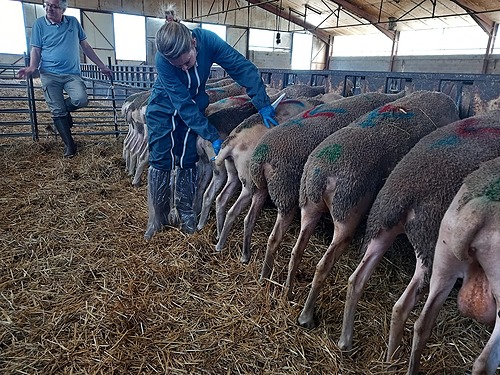 L&rsquo;éleveur infirmier proactif sur la santé de ses animaux (groupe petits ruminants) 2025