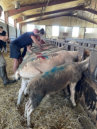 L&rsquo;éleveur infirmier proactif sur la santé de ses animaux (groupe petits ruminants) – FODSA GDS 2026