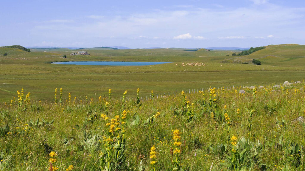MAEC Occ 2023-2027 – La diversité des prairies : l&rsquo;éleveur créateur de biodiversité_CA12