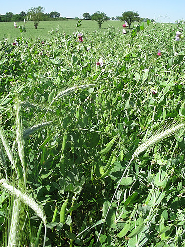 MAEC Occ 23-27 Agriculture de conservation : des sols vivants pour une autonomie renforcée_CA12_2024