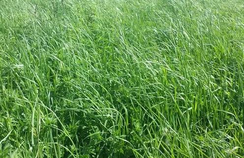 MAEC Occ 23-27 – Volet 1 – Optimiser la longévité des prairies et la gestion de l&rsquo;herbe