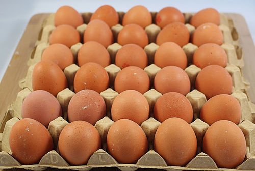Maîtrise sanitaire et commercialisation des oeufs_CA12