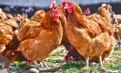 Mettre en place et gérer son plan de biosécurité en élevage avicole