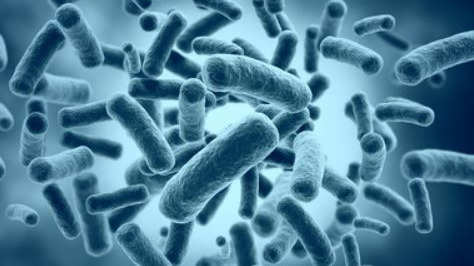 Microbiologie des sols et thés de compost_CA12