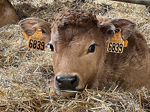Mieux comprendre son bovin – Ethologie – Initiation _ FODSA GDS 12