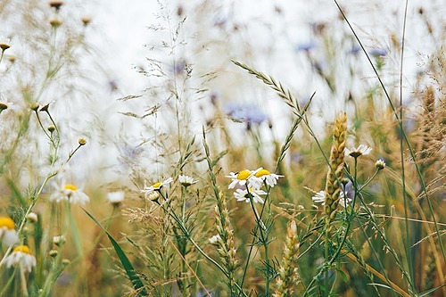 Que raconte ma prairie ? Principes d’agro-écologie appliquée aux pâtures équines
