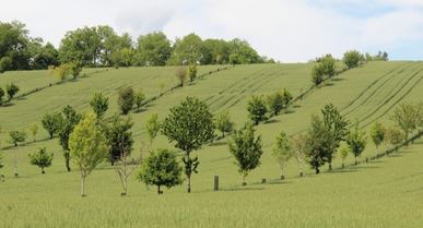 Remettre l&rsquo;arbre au cœur de nos systèmes de production