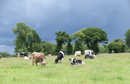 Brevet Professionnel « Responsable d&rsquo;Entreprise Agricole » : BPREA, Option élevage bovin lait