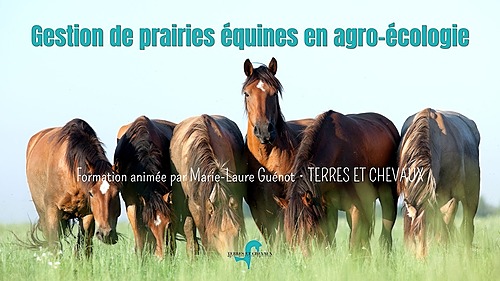 Gérer ses prairies équines en agro-écologie – Gironde – Terres et Chevaux