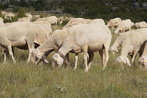 Gestion intégrée du parasitisme des élevages de petits ruminants _ FODSA.GDS