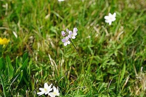 MAEC Occ 23-27 Améliorer le fonctionnement de son sol grâce aux plantes bio-indicatrices_CA12